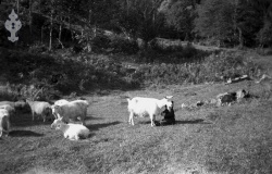 Geiter på Lieng 1946 - #KvH 06-068 b 