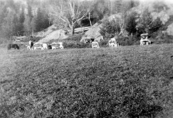 Buskapen på Nordistog Haukom i 50 åra - #KvH 06-080 b 