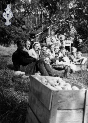 Eplehausting 1954 Kyrkjebø - #KvH 06-005 b